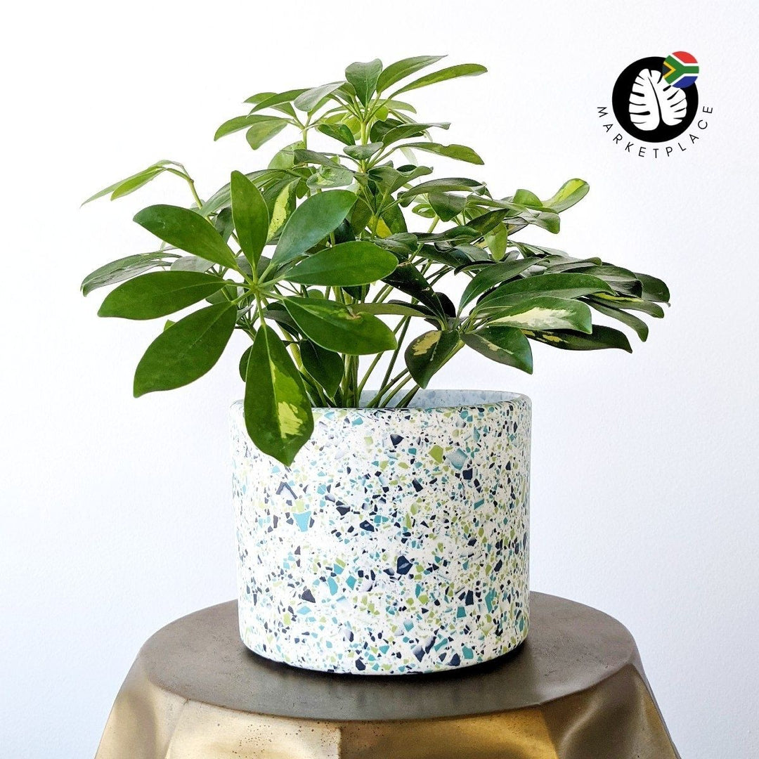 Terrazzo Pot - Birch - Shop Online!