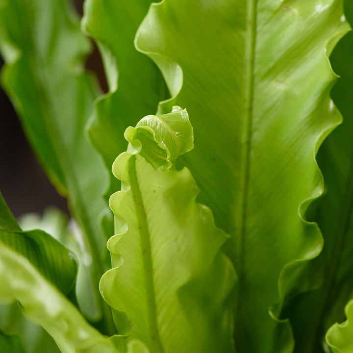 Birds Nest Fern - Osaka - Shop Online!