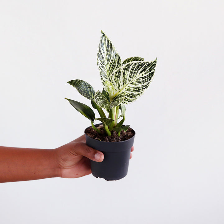 Philodendron - Birkin - Shop Online!
