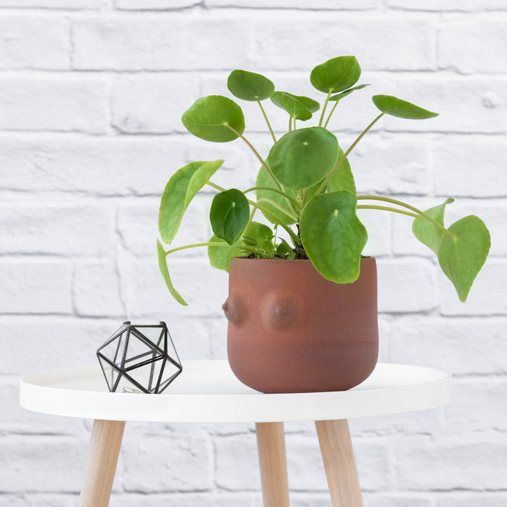 Boob Planter - Terracotta - Shop Online!