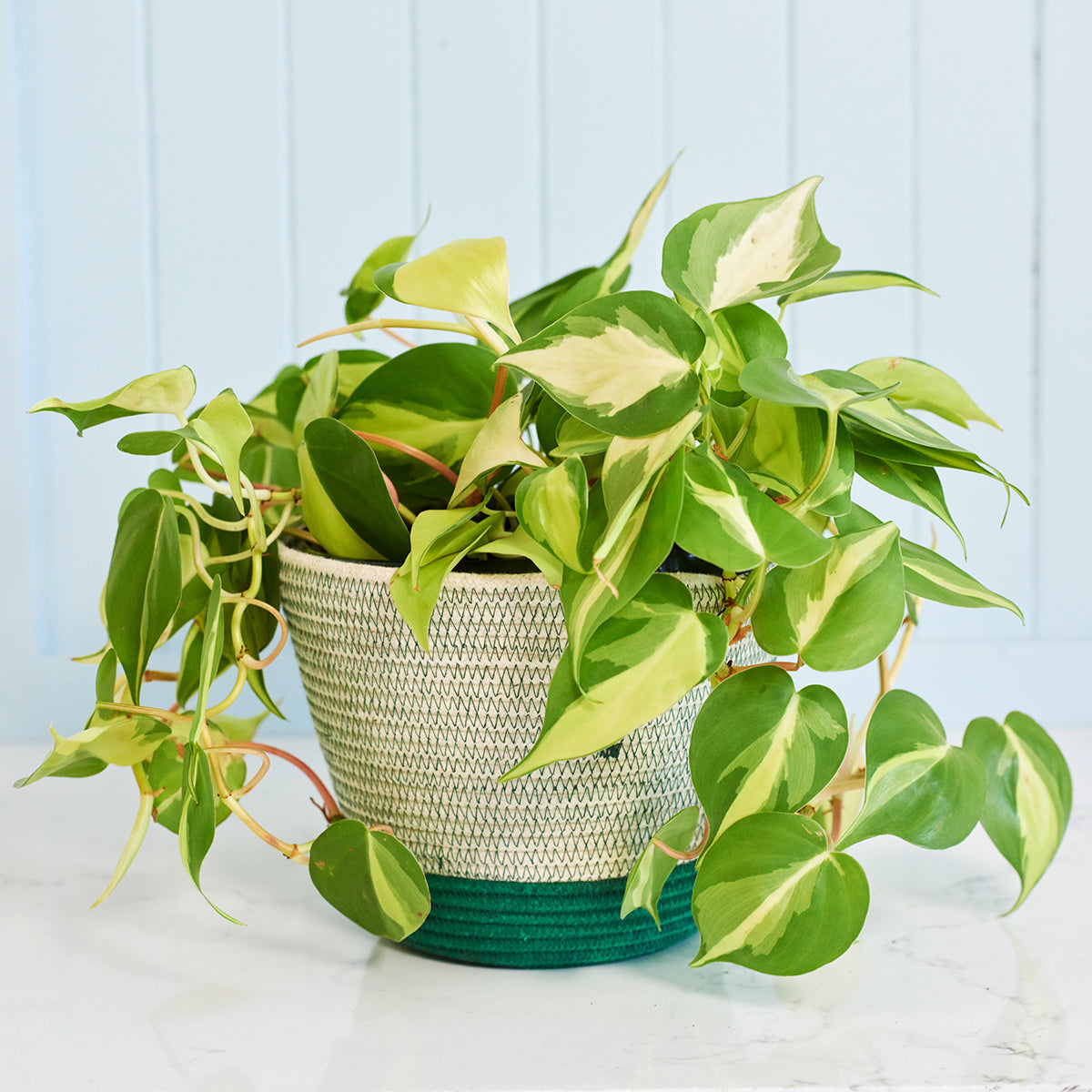 philodendron mica Philodendron Brasil - Large