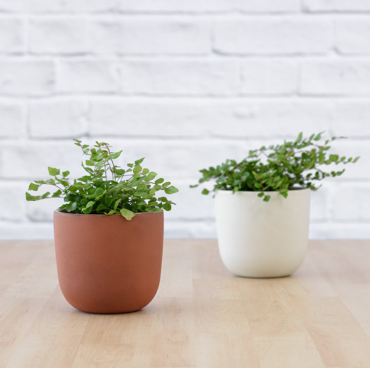 Button Fern - Shop Online!