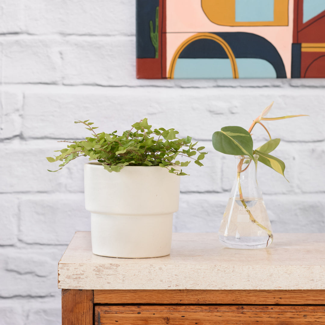 Button Fern - Shop Online!