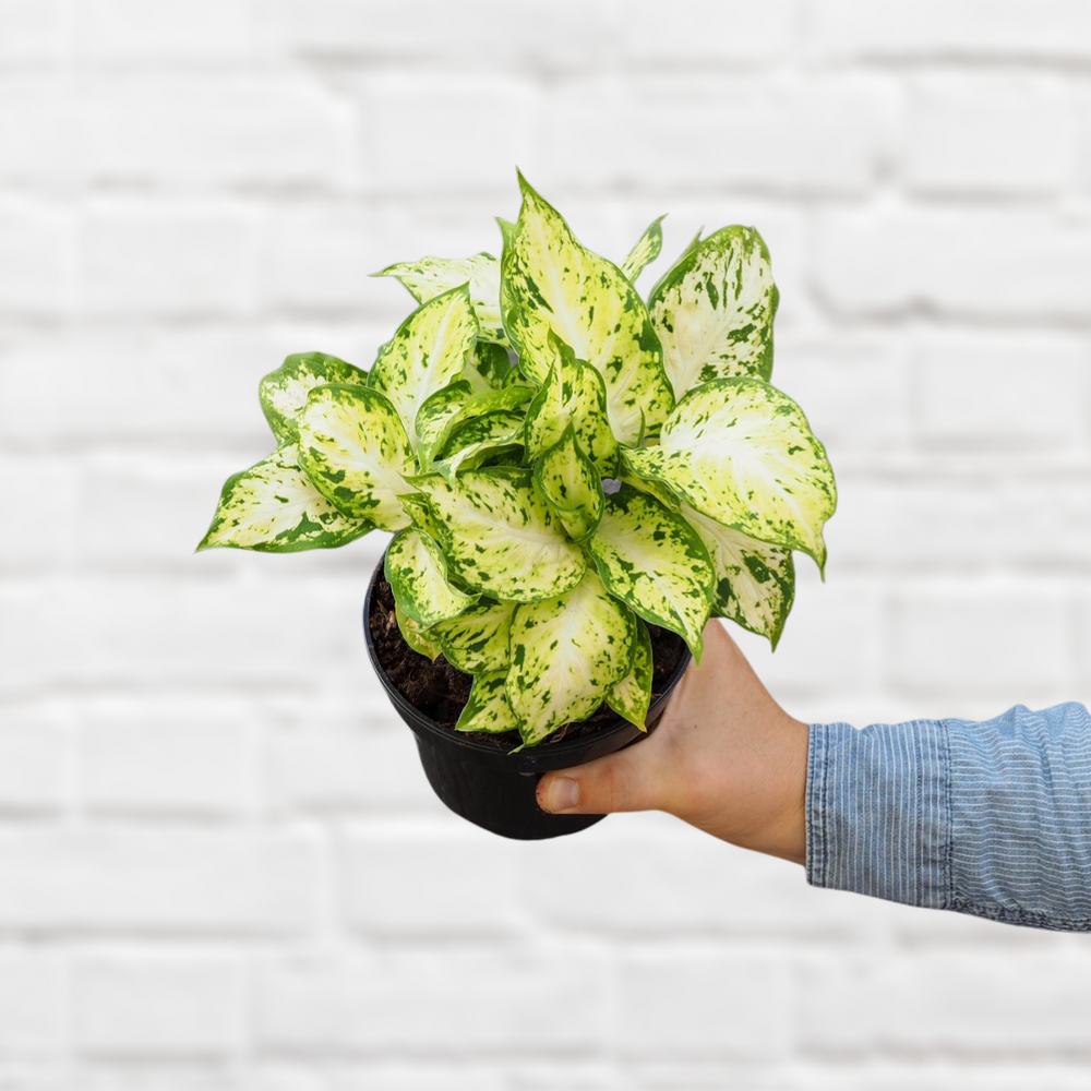 Dieffenbachia - Amy - Shop Online!