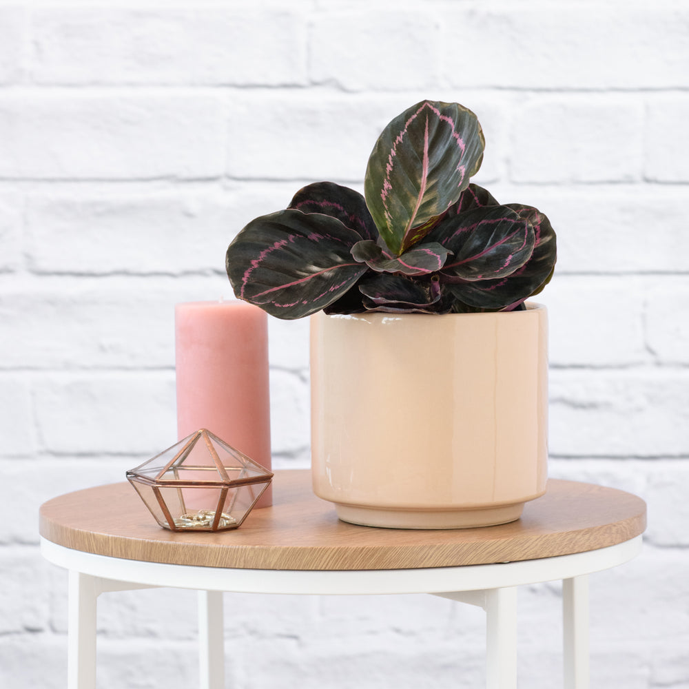 Calathea Dottie - Shop Online!