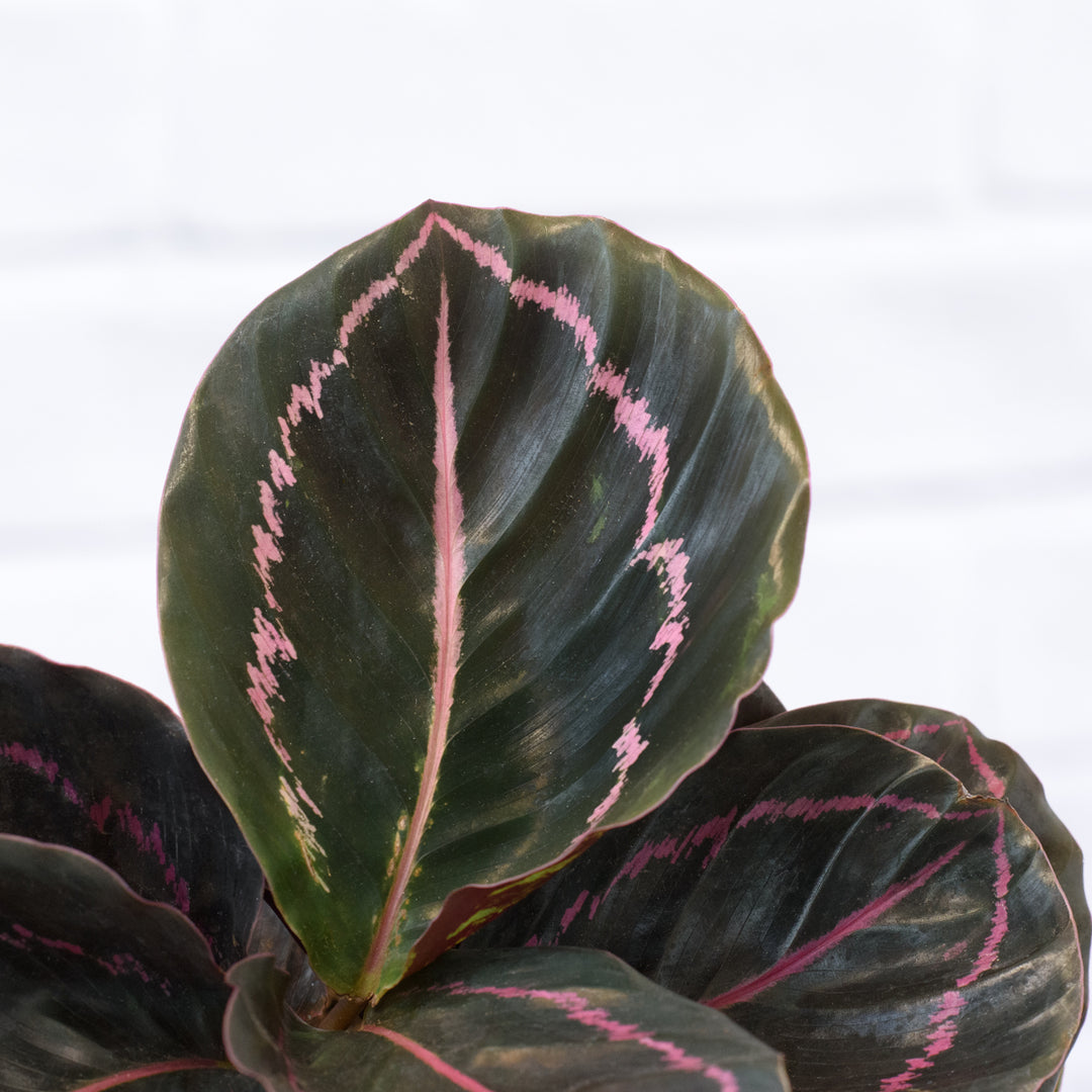 Calathea Dottie - Shop Online!