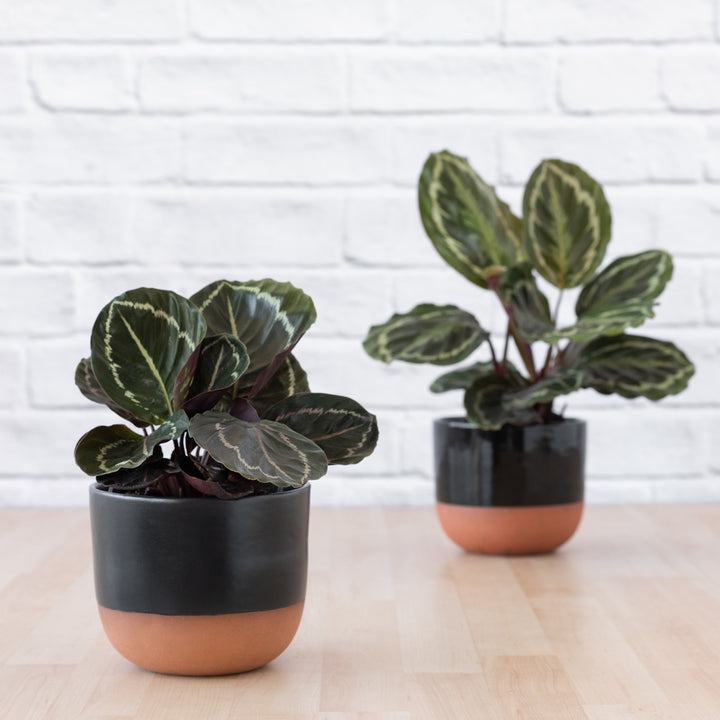 Calathea Medallion - Shop Online!
