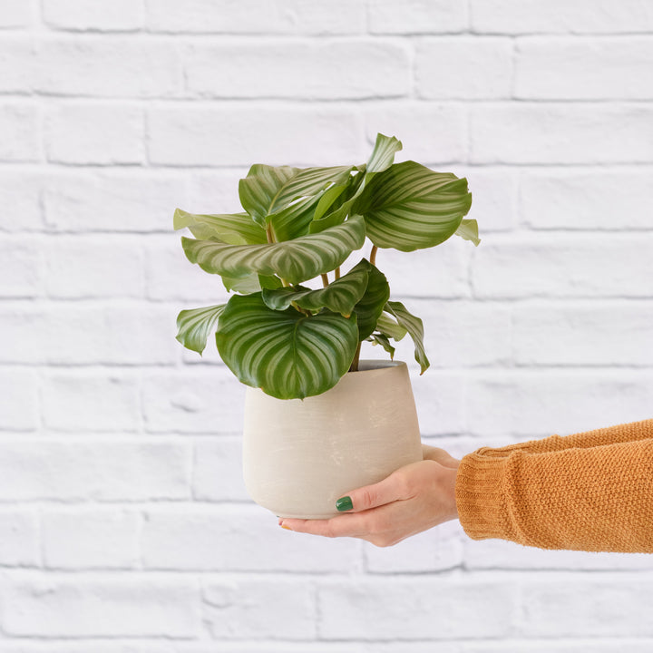 Calathea Orbifolia - Shop Online!
