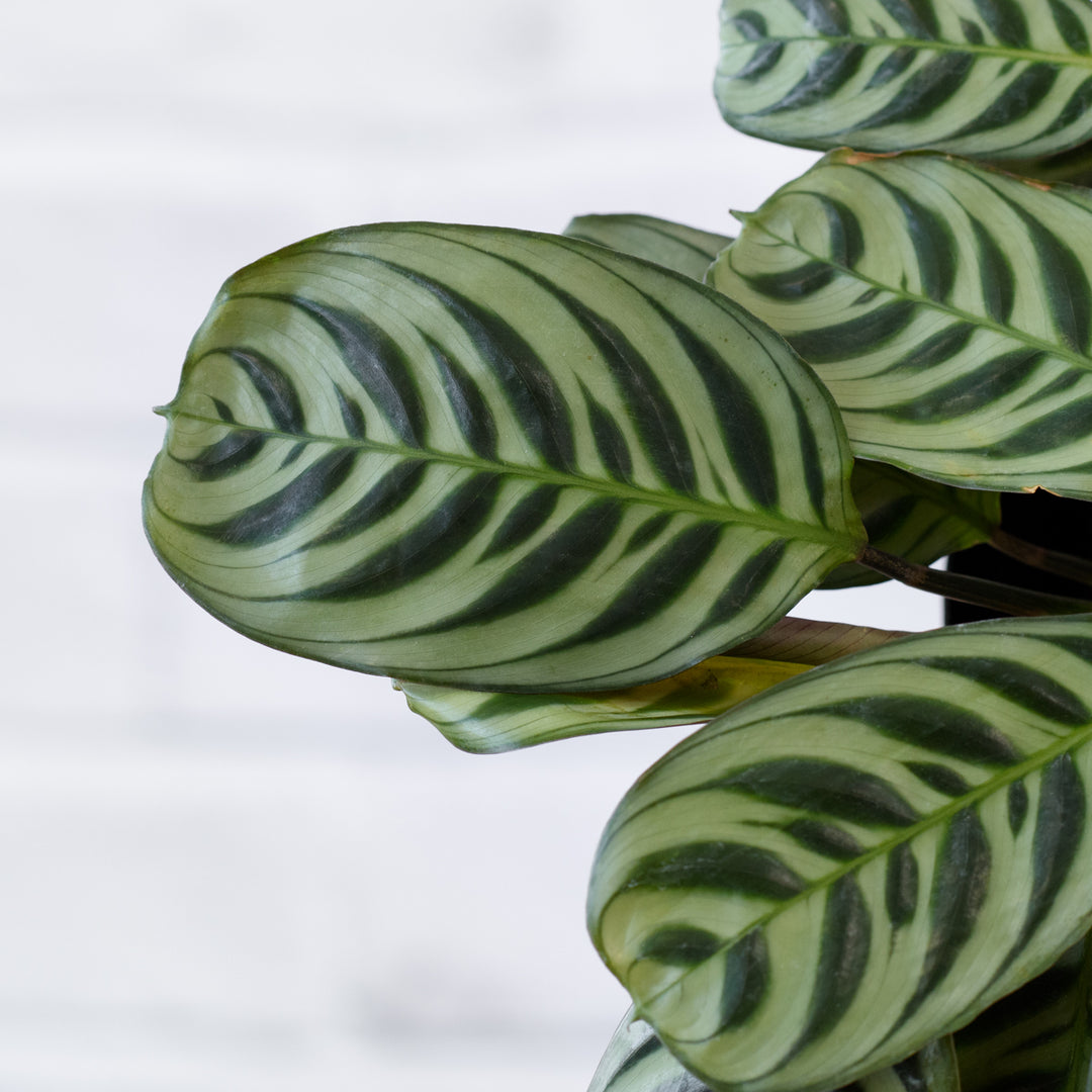 Calathea Peacock - Shop Online!