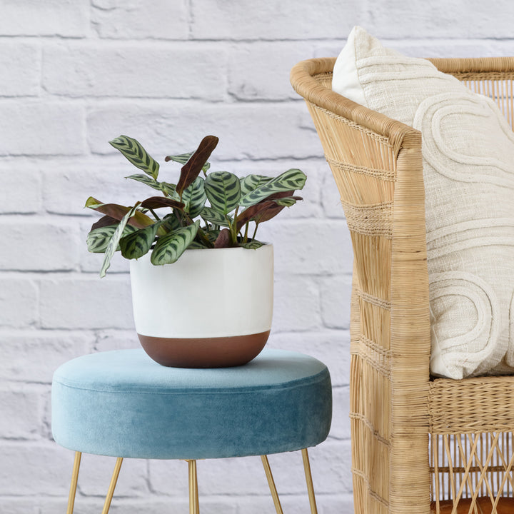 Calathea Peacock - Shop Online!