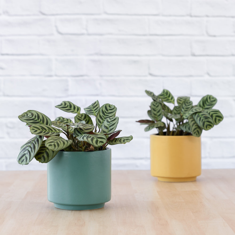 Calathea Peacock - Shop Online!