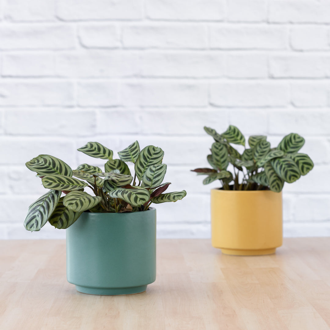 Calathea Peacock - Shop Online!