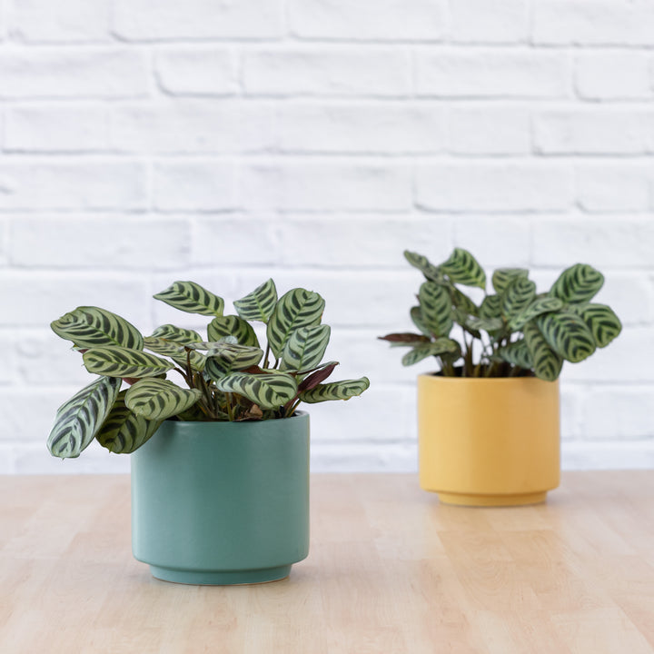 Calathea Peacock - Shop Online!