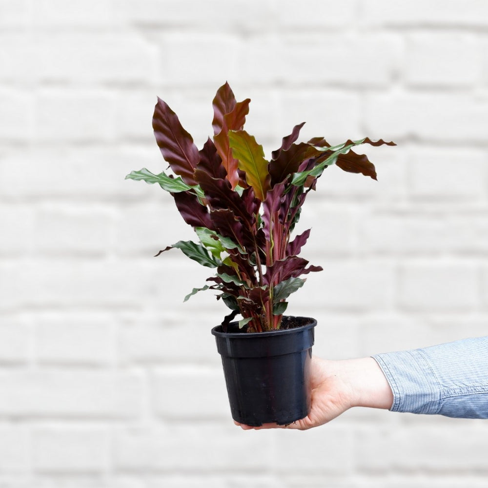 Calathea Rufibarba - Shop Online!