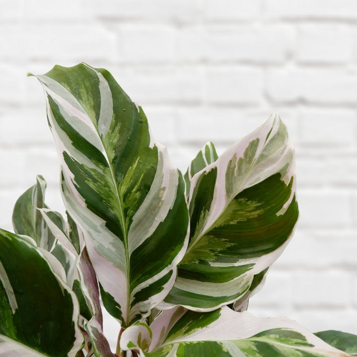 Calathea White Fusion - Shop Online!