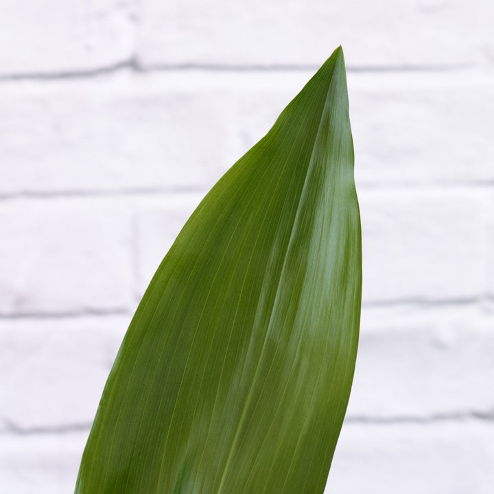 Cast Iron Plant - Shop Online!