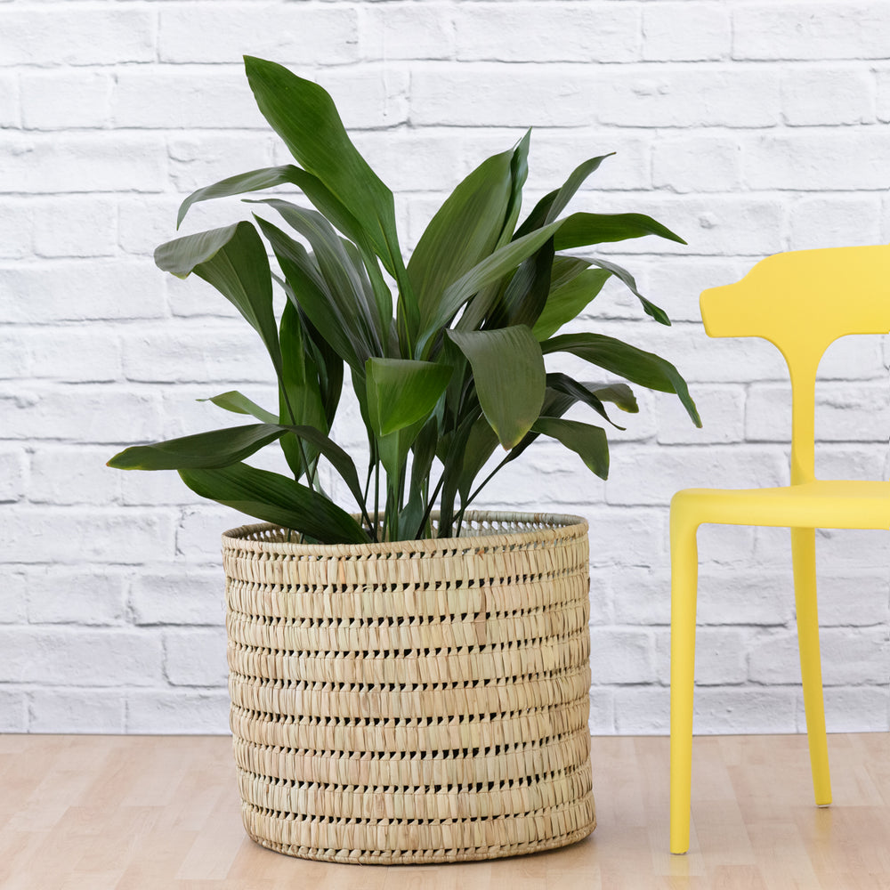 Cast Iron Plant - Extra Large - Shop Online!