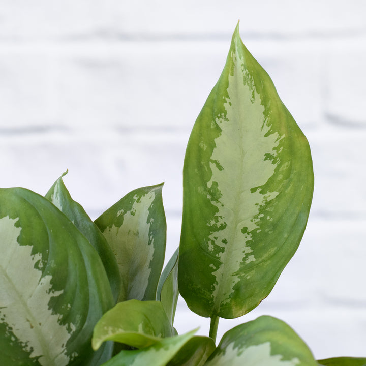 Chinese Evergreen - Pattaya Beauty - Shop Online!
