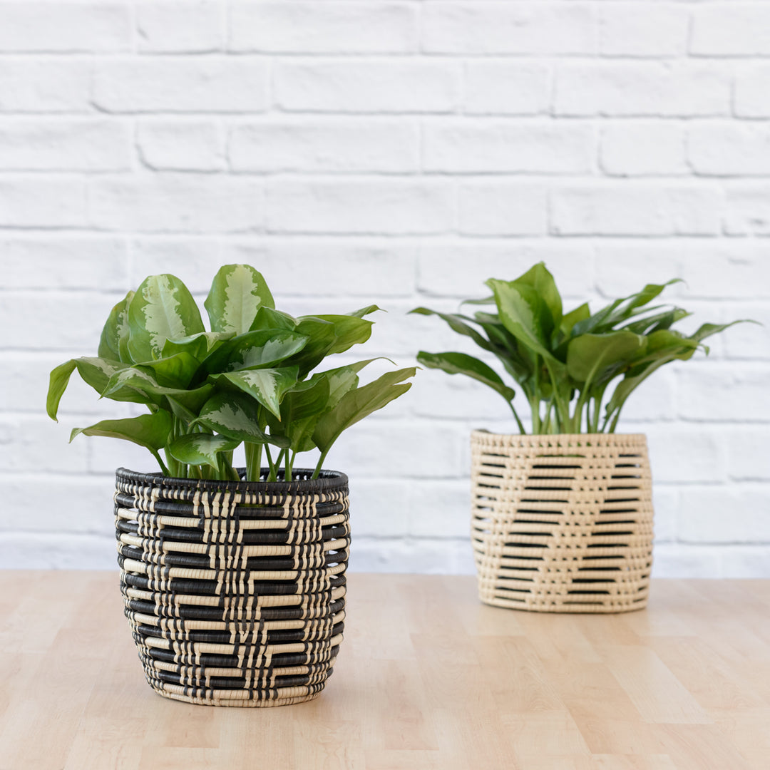 Chinese Evergreen - Pattaya Beauty - Shop Online!