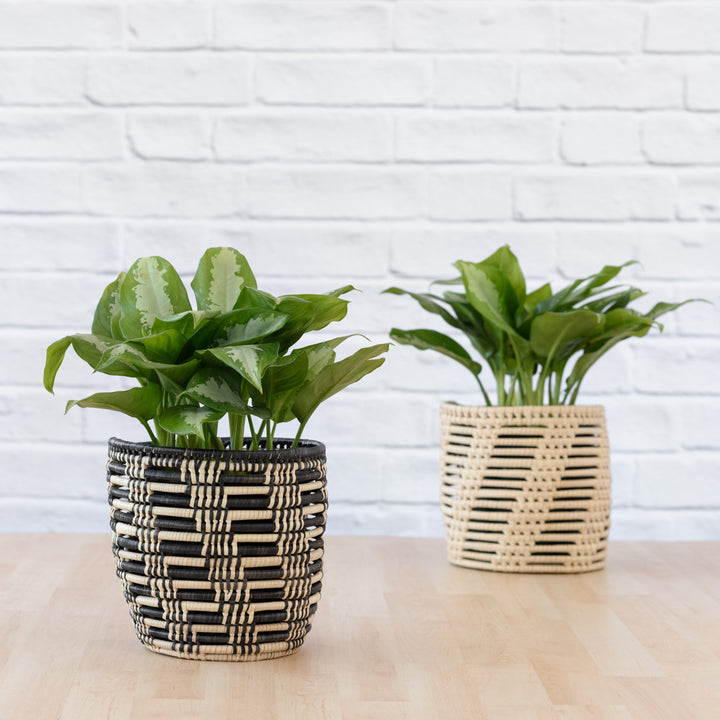 Chinese Evergreen - Pattaya Beauty - Shop Online!