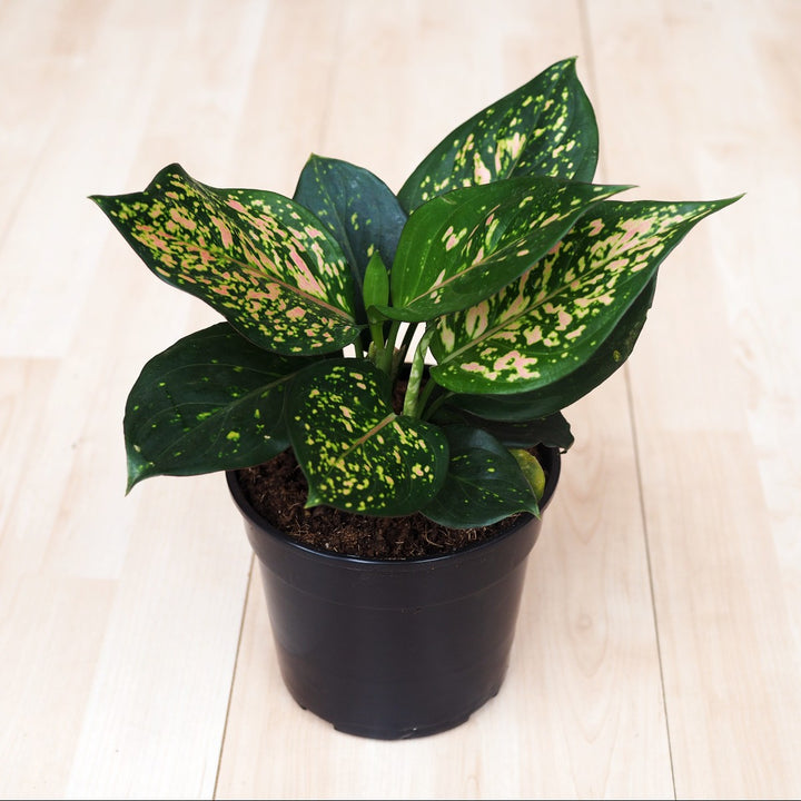 Chinese Evergreen - Lady Valentine - Shop Online!