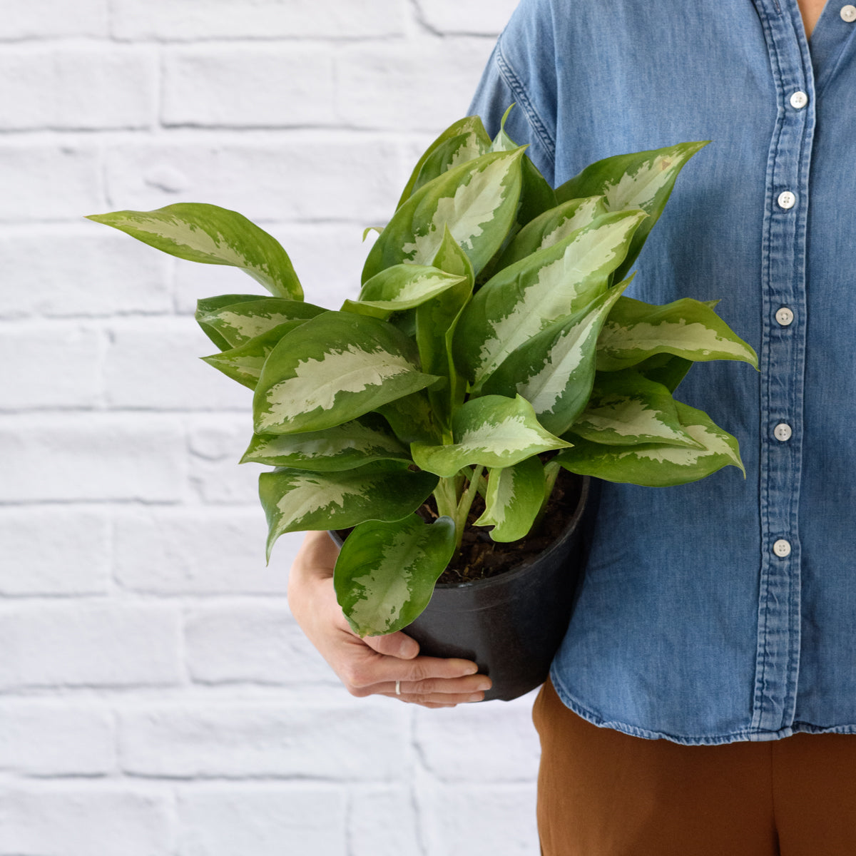 aglaonema pattaya beauty Chinese Evergreen - Pattaya Beauty