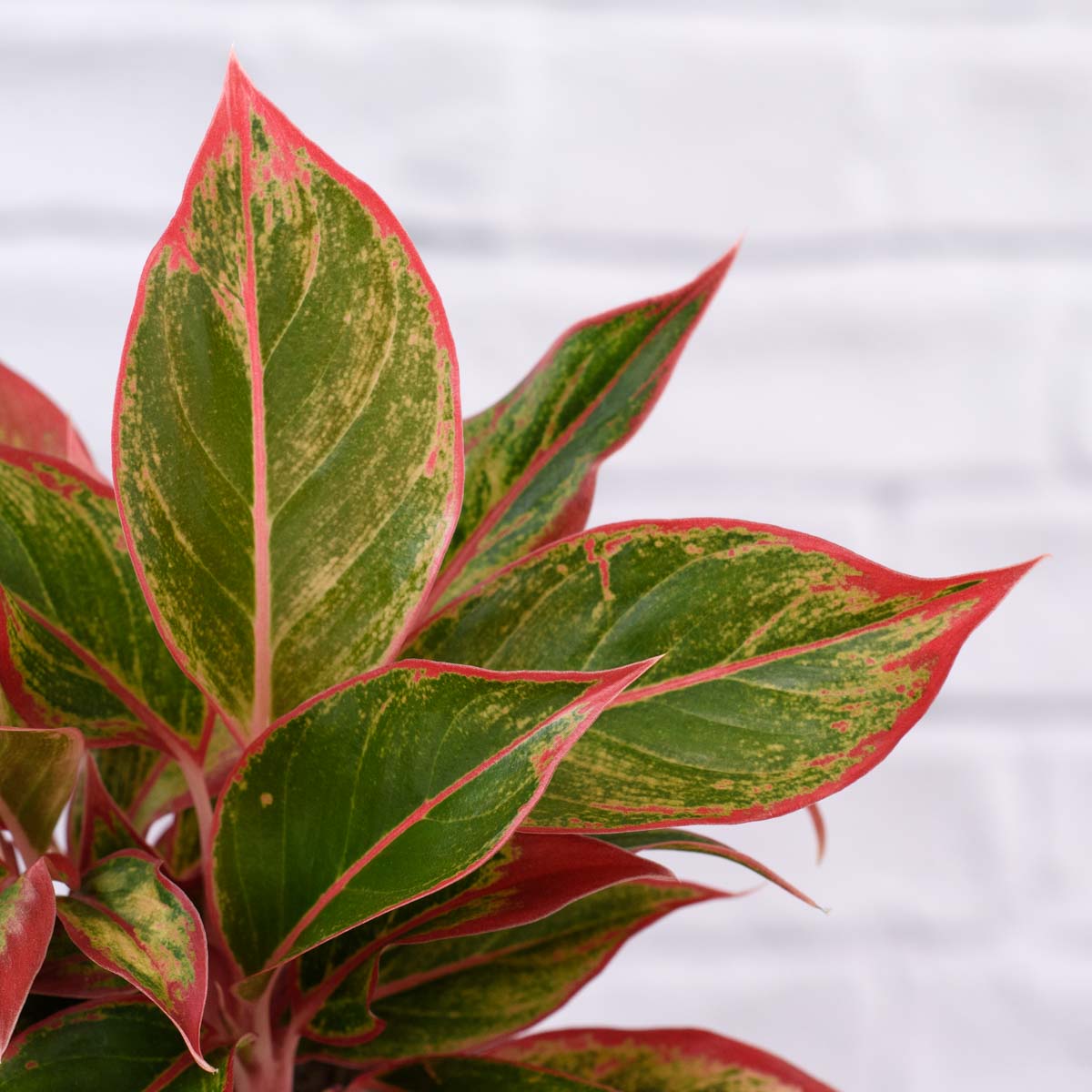 aglaonema red king care Chinese Evergreen - King of Siam