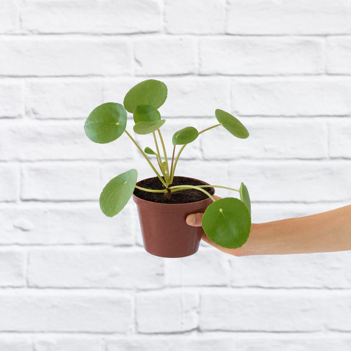 Chinese Money Plant - Shop Online!