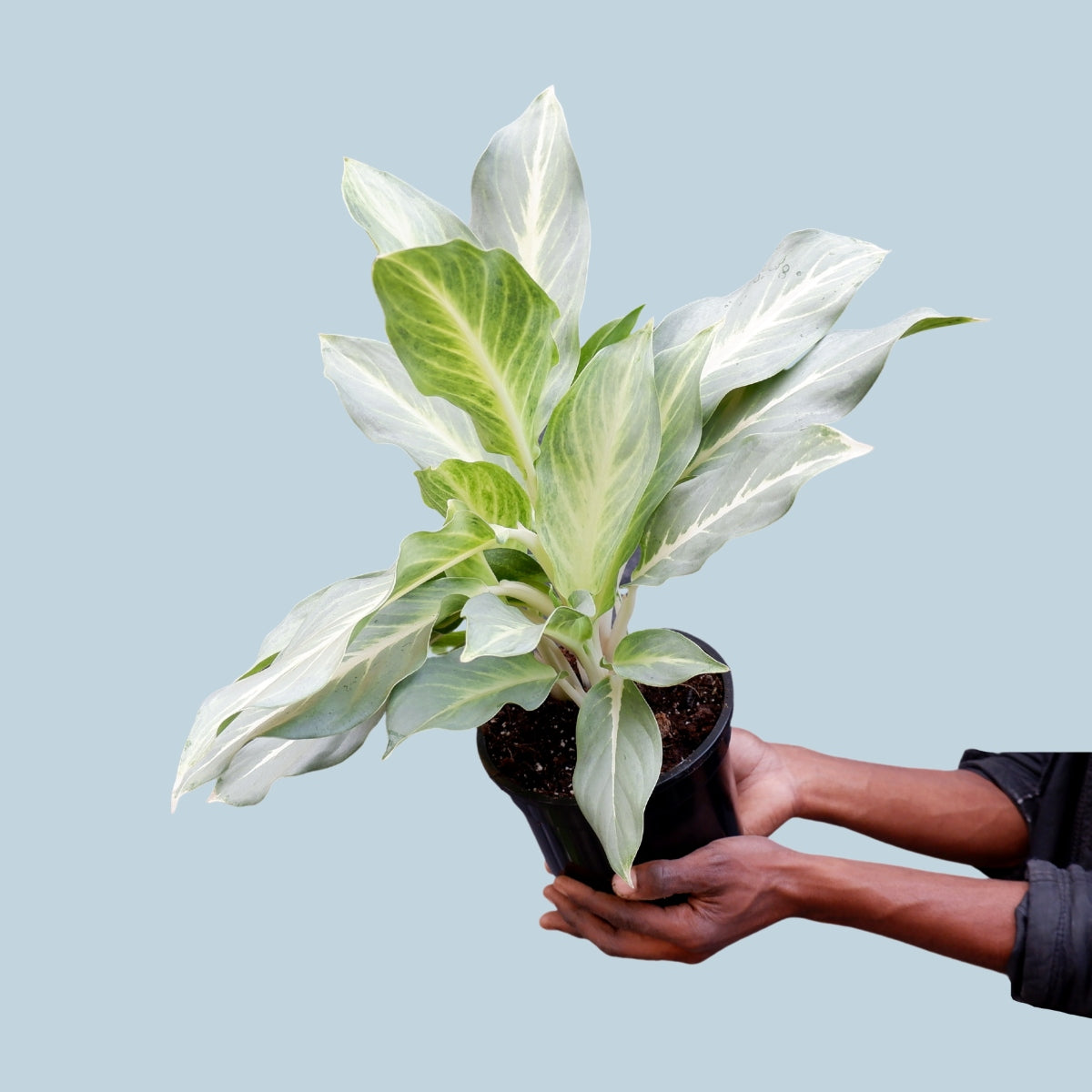 aglaonema ghost frosted Chinese Evergreen - Ghost