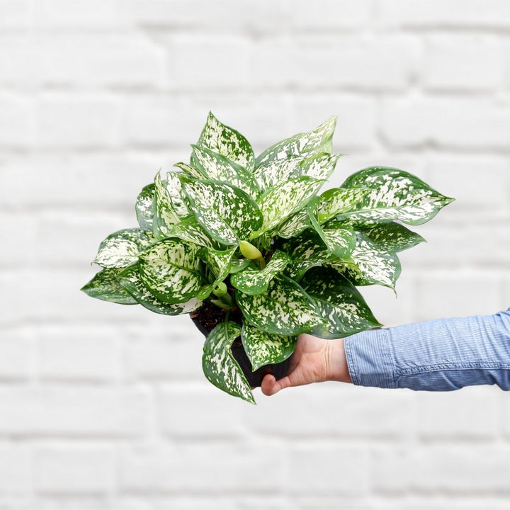 Chinese Evergreen - White Dud - Shop Online!