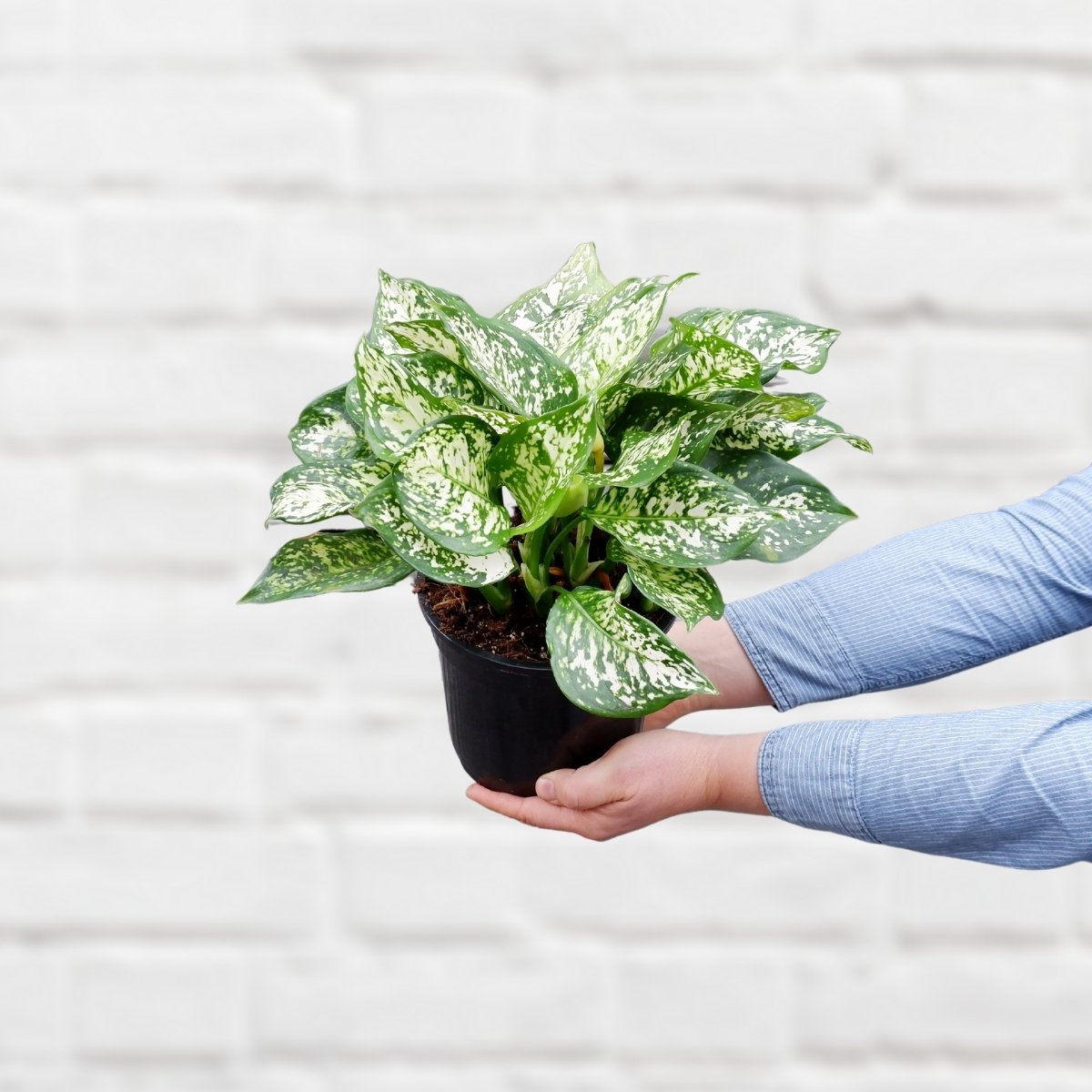 aglaonema dud white Chinese Evergreen - White Dud