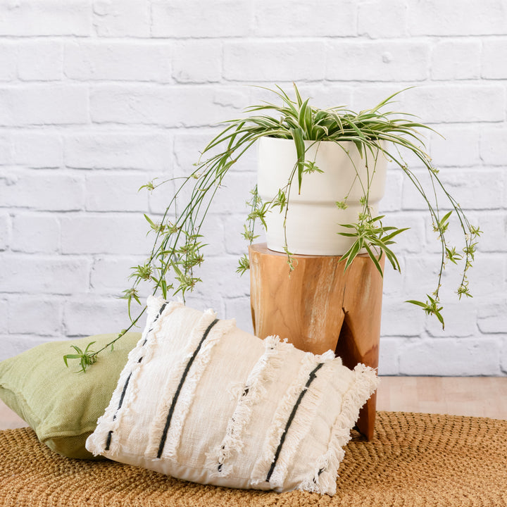 Spider Plant - Shop Online!