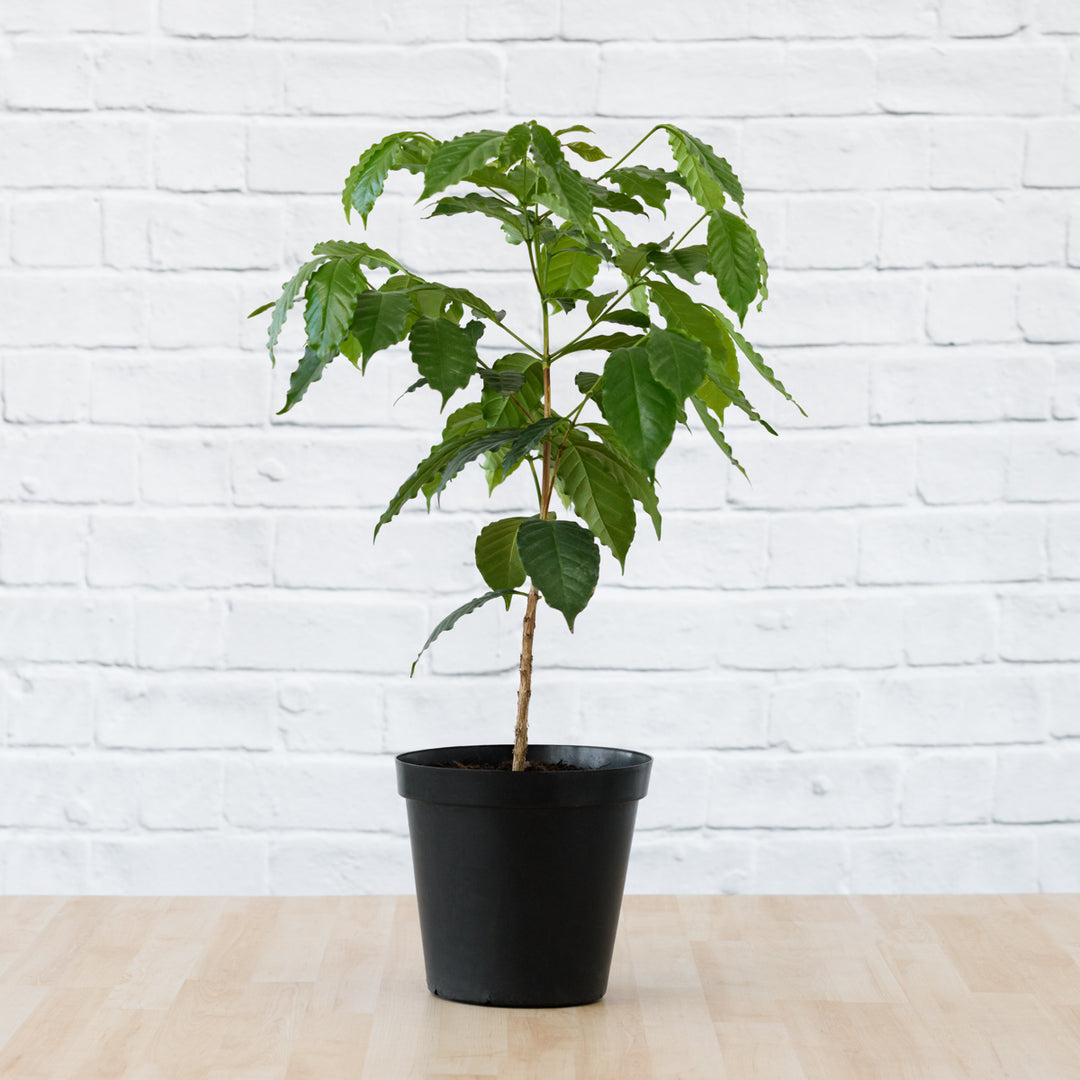 Coffee Tree - Shop Online!