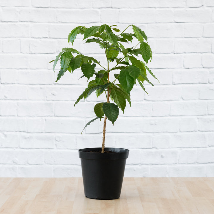 Coffee Tree - Shop Online!