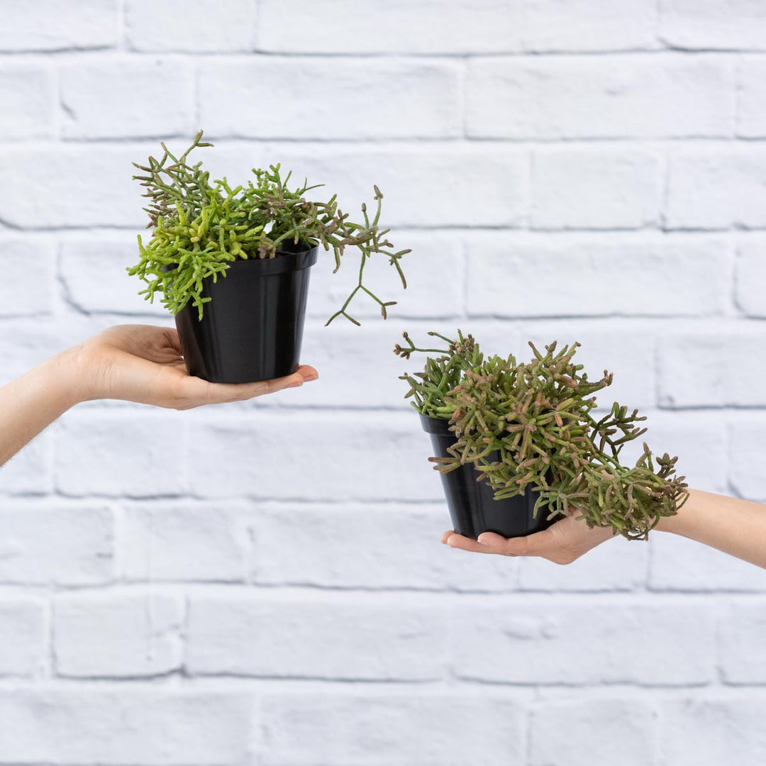 Coral Cactus - Shop Online!