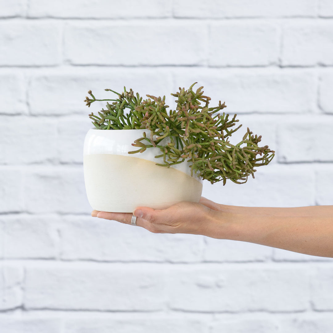 Coral Cactus - Shop Online!