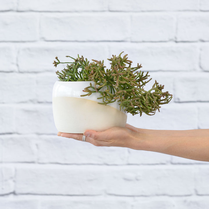 Coral Cactus - Shop Online!