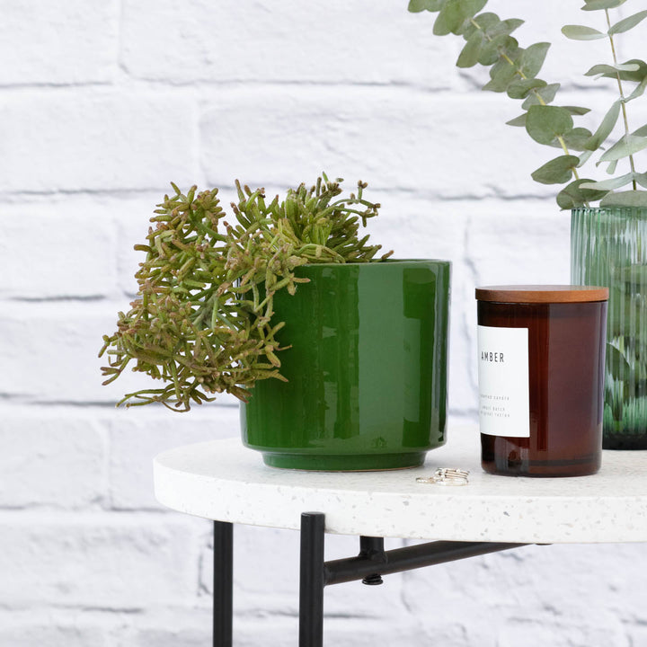 Coral Cactus - Shop Online!