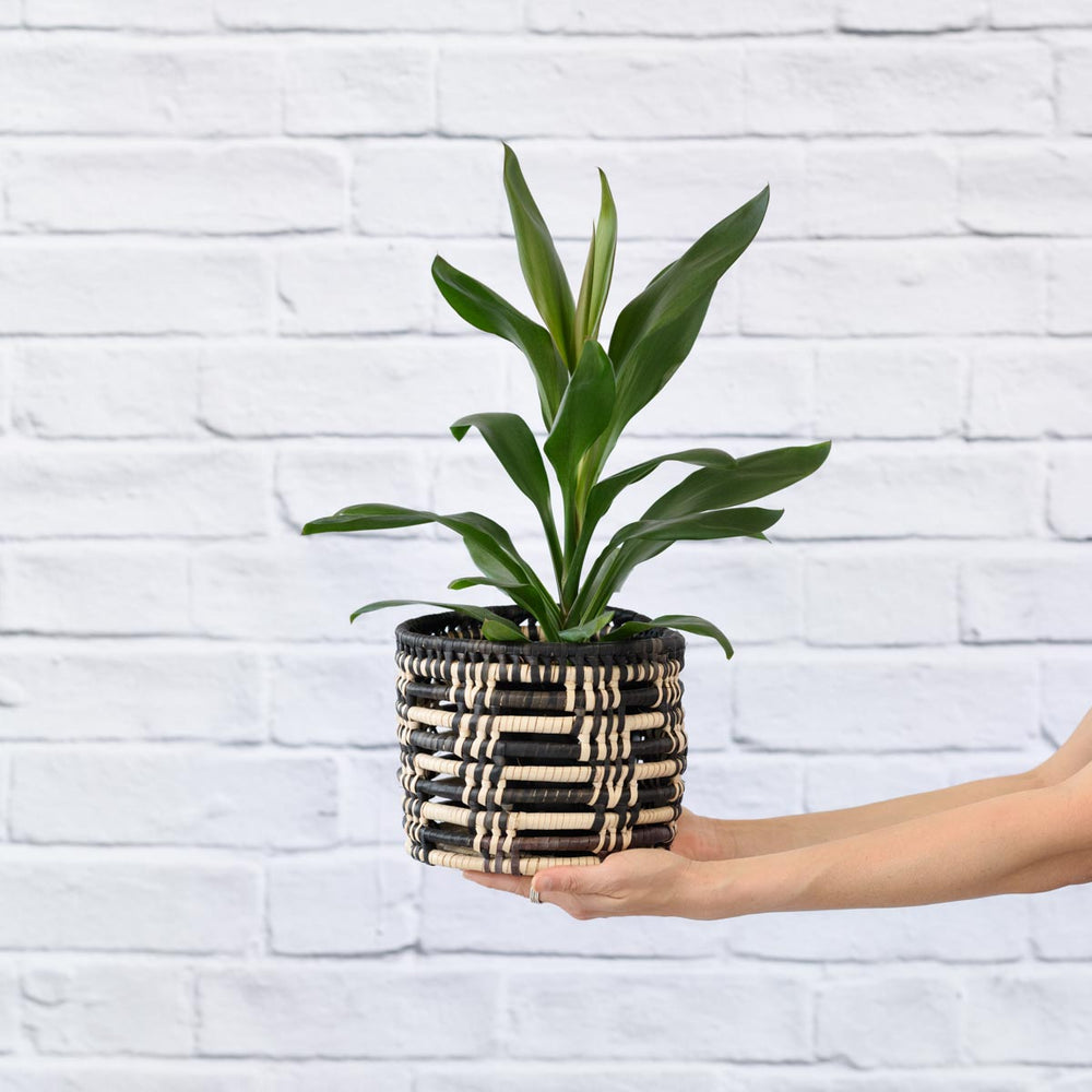 Cordyline Glauca - Shop Online!