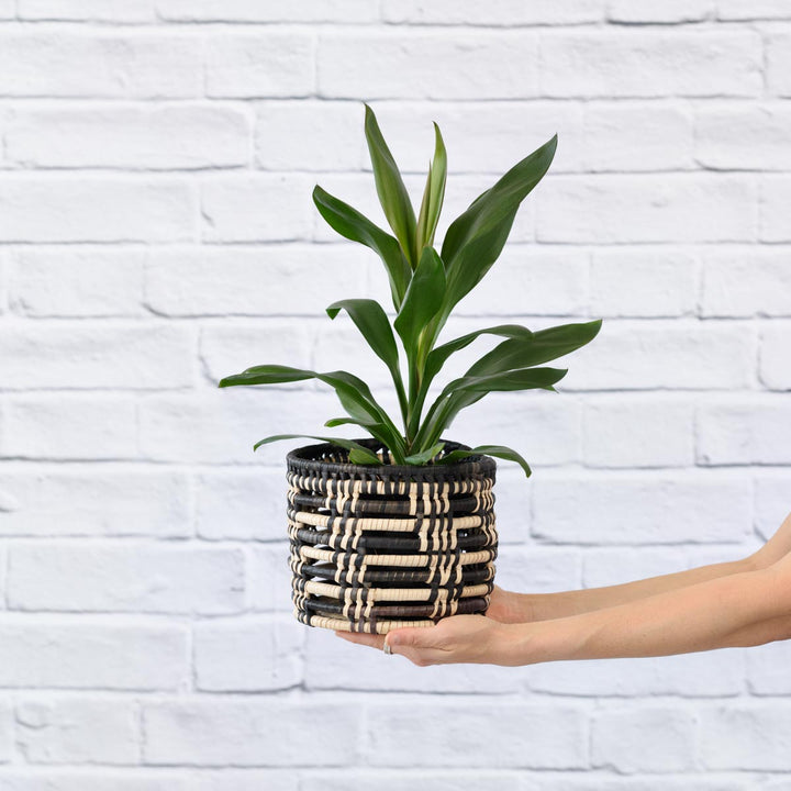 Cordyline Glauca - Shop Online!