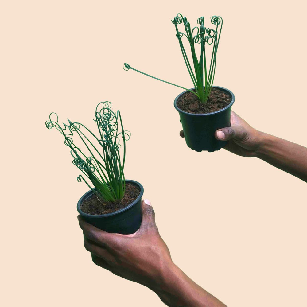 Corkscrew Albuca - Fizzle Sizzle - Shop Online!