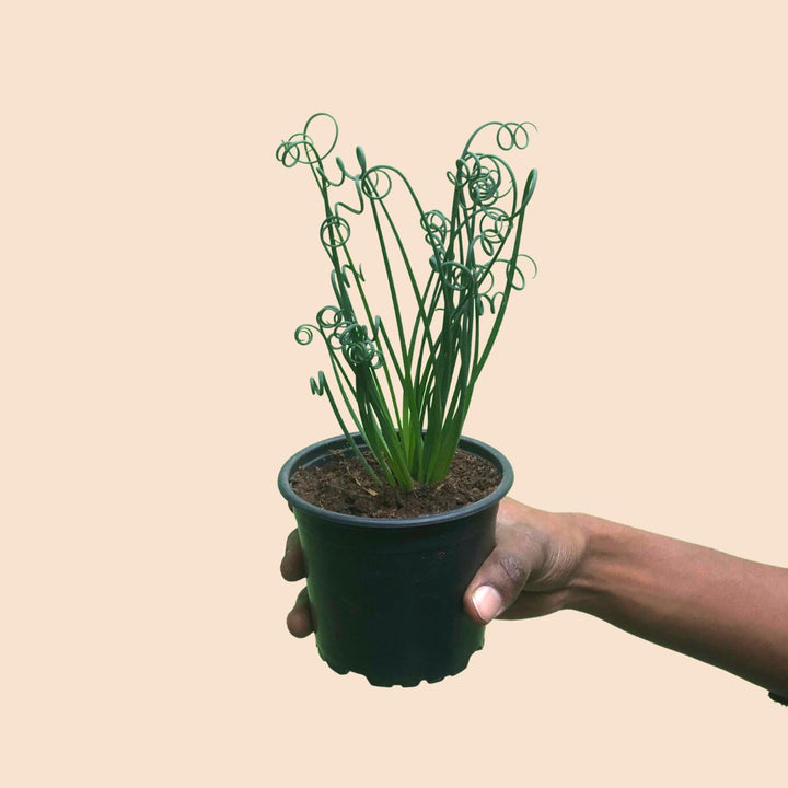 Corkscrew Albuca - Fizzle Sizzle - Shop Online!