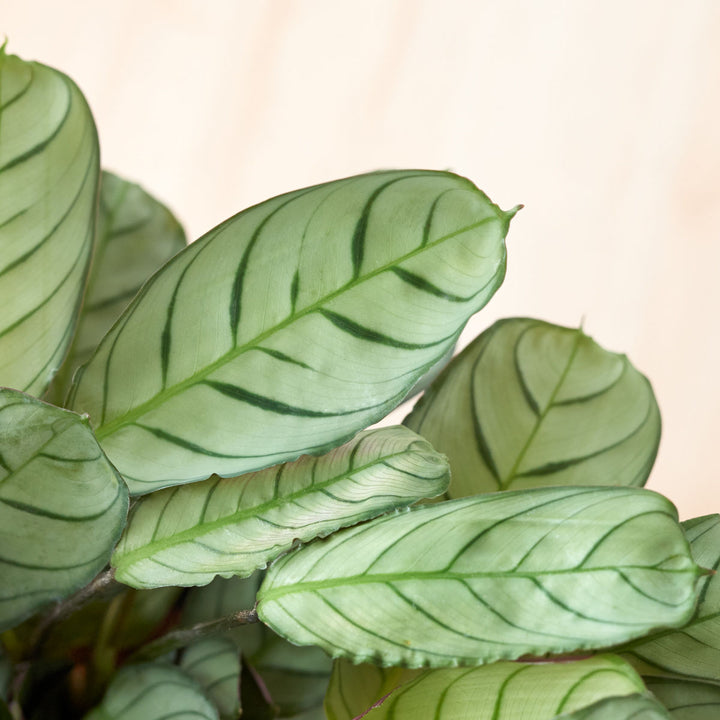 Ctenanthe Amagris - Shop Online!