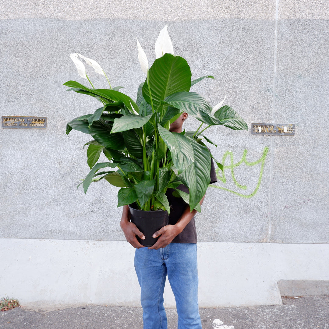 Peace Lily - Caledora - Shop Online!