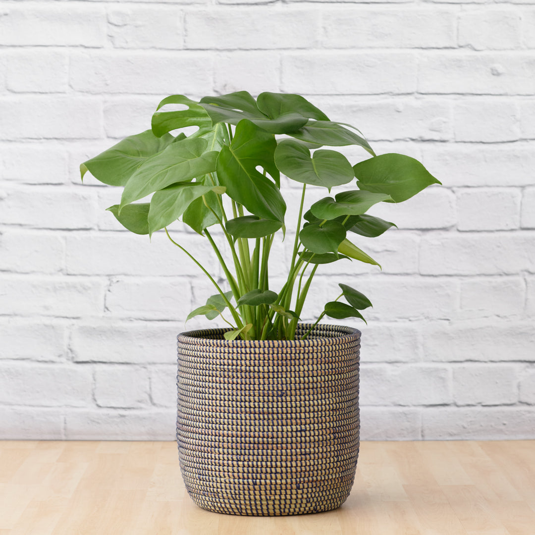 Delicious Monster - LARGE - Shop Online!