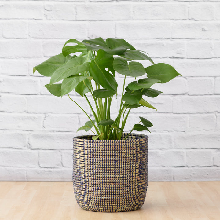 Delicious Monster - LARGE - Shop Online!