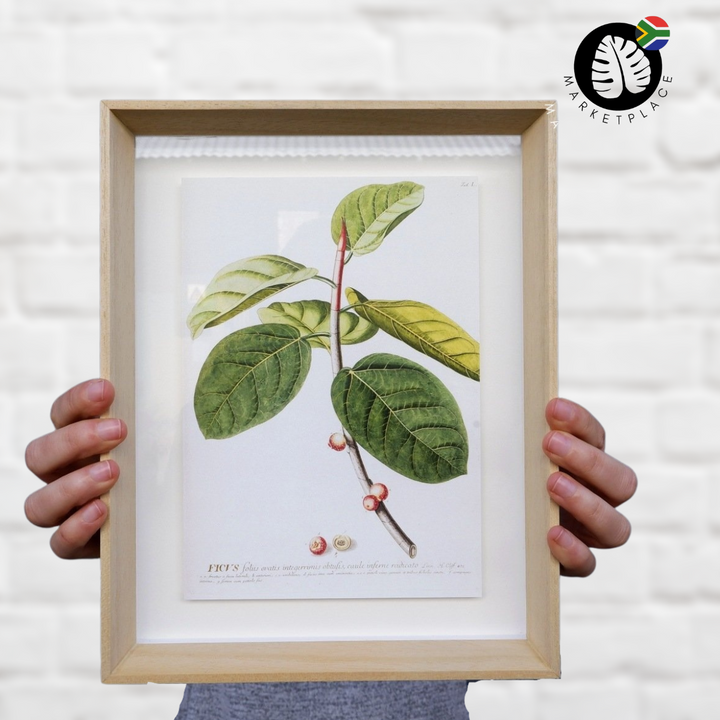 Framed Print - Ficus - Shop Online!