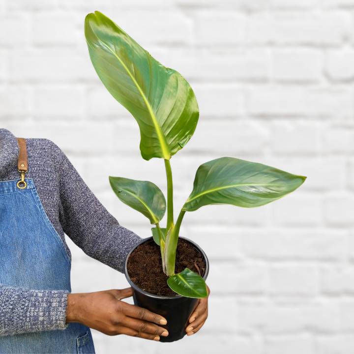 Wild Banana - Shop Online!