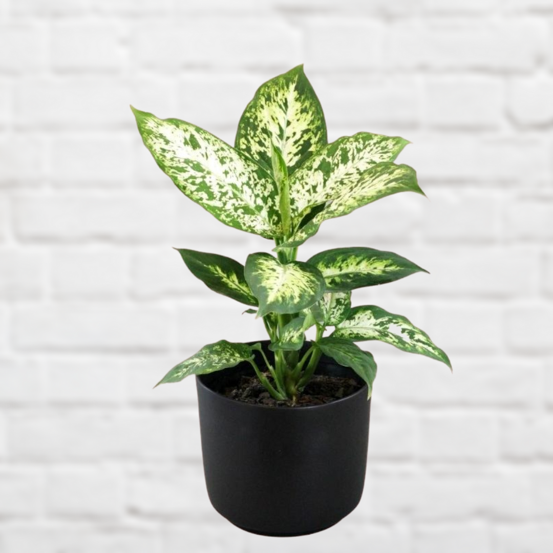 Dieffenbachia - Exotica - Shop Online!