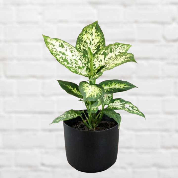 Dieffenbachia - Exotica - Shop Online!